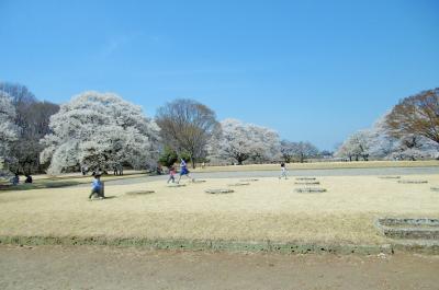 天平の丘公園の淡墨桜（うすずみざくら）は満開です
