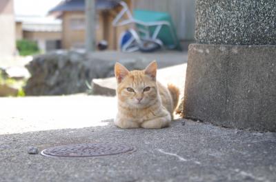 猫の島③姫島