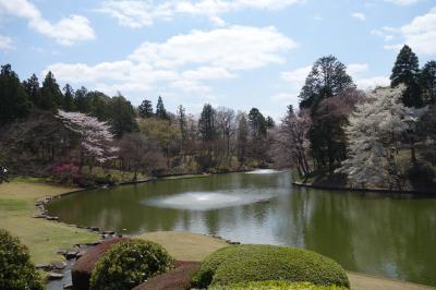 2015 4月 桜満開の川村美術館、自然散策路&つつじ一般開放