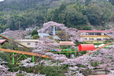 別府ラクテンチの桜