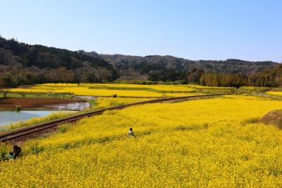 菜の花畑でつかまえて♫。ローカル線小湊鉄道の菜の花畑
