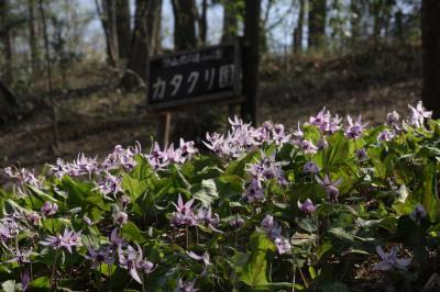 小さな旅　満開のカタクリの里