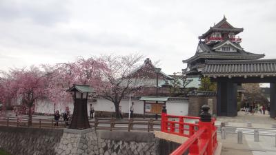 清須城の桜が満開になりました-3-