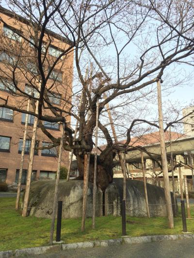 石割桜と盛岡城跡  其の一