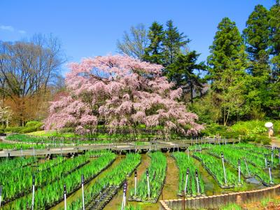 京都・嵐山～東山ブラブラ見て歩き「枝垂れ桜」