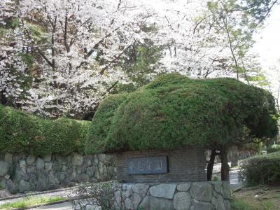 桜！　満開です！