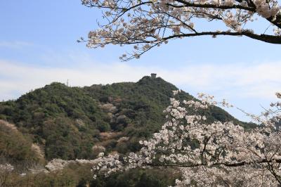 旅するイルカ♪　桜だより　2015　Part6　大阪府　熊取町　　永楽ダムへ　昼景～夜景
