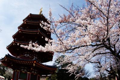 やっぱ桜の時期は古社寺でしょ！川崎大師編