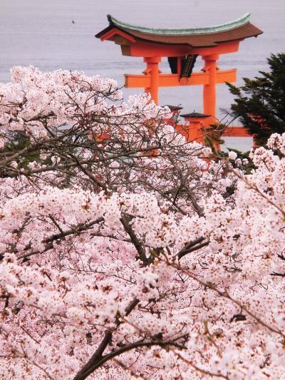 桜満開の宮島