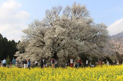 ２０１５春～南阿蘇「一心行の大桜」と夜の「熊本城」