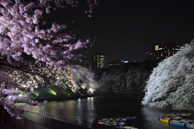 満開の桜を楽しみながら・・・都心の夜桜散歩
