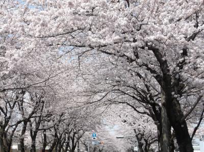 桜を見に綾瀬、伊勢原、秦野へ