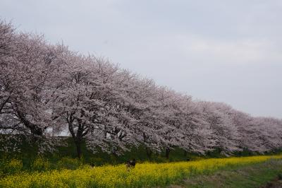 菜の花と桜のコラボがここにも！！　　吉見　さくら堤公園は今が見ごろ