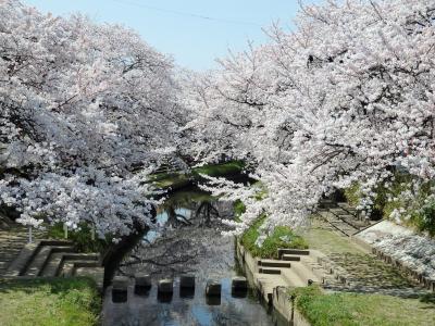 春爛漫♪鴻巣・元荒川に咲き誇る満開の桜とB級グルメ・川幅うどん