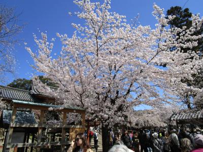 ダッシュでお花見、春日大社式年造替