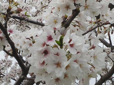 近場の桜が満開になったので　※鹿児島県垂水市