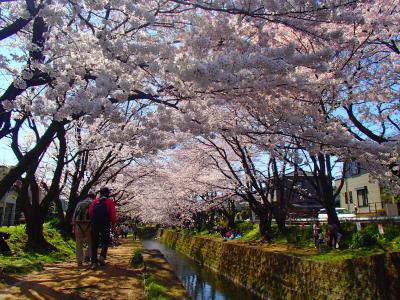 満開の千本桜の下でピクニック☆昼顔のロケ地「泉の森」