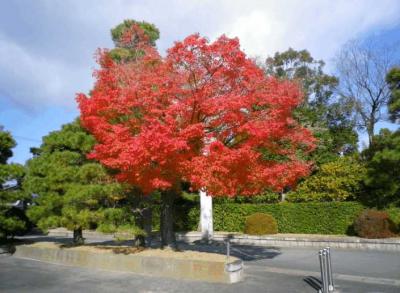 GO GO!　京都バスツアー　2014