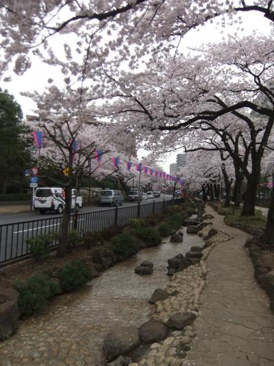 文京さくらまつり(播磨坂さくら並木)・・道路の両サイド・遊歩道の４サイドがさくら並木