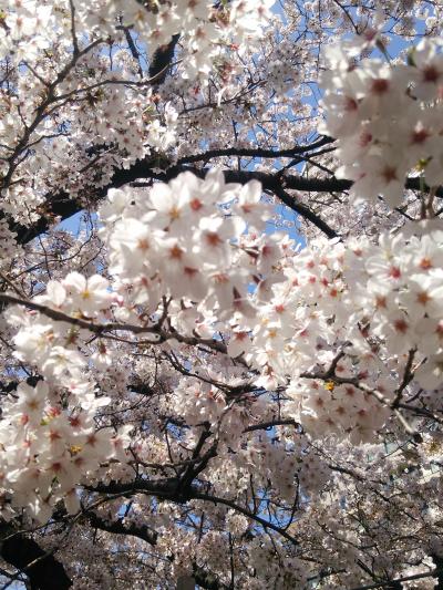 目黒川お花見～覚林寺＆大円寺＆瀧泉寺＆神田明神～