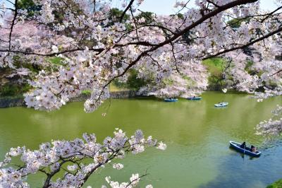 ３人娘が行く！千鳥ヶ淵の桜満開紀行