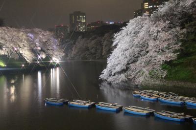 夜桜能帰りの千鳥ヶ淵のライトアップは小雨の中の散り始めの満開の桜