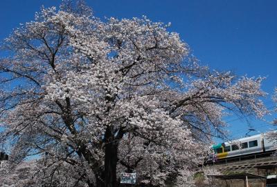 中央線勝沼駅ホームから眺められる見事な桜（山梨）