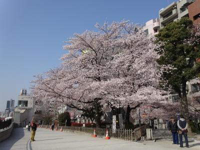 隅田川の桜に出かけたのはちょっと早すぎた