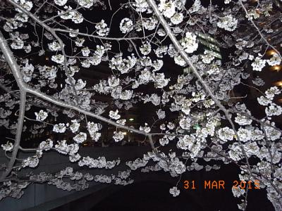 目黒川の桜