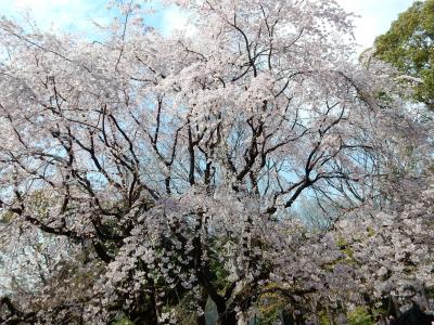 東京２０１５桜　【１】六義園