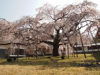 春は京都のさくら　　　2015年　　≪NO2醍醐の花見≫　　醍醐寺『霊宝館』にて