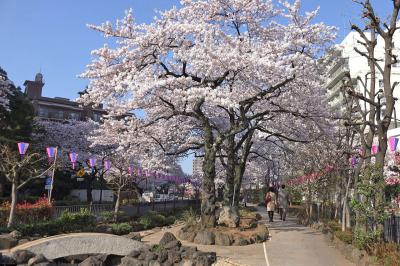 ２０１５年お花見　東京・播磨坂の桜並木と荒川・小松川千本桜