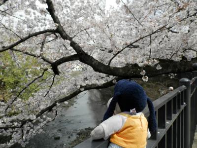グーちゃん、横浜の桜名所をはしごする！（グー散歩/大岡川プロムナード編）
