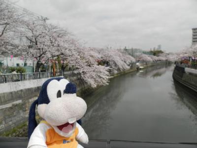 グーちゃん、横浜の桜名所をはしごする！（グー散歩/日の出町で休憩？編）
