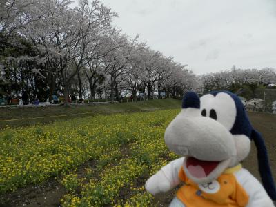 グーちゃん、横浜の桜名所をはしごする！（グー散歩/おまけ！尾根緑道編）