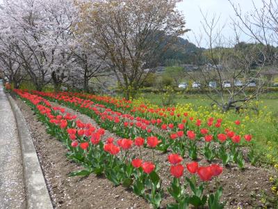 今年もお花満開の大分　(*^-^*) ♪♪ そして少しだけ見えました皆既月食????