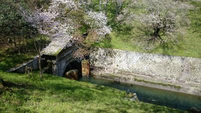 桜の季節、京都迷Ｑ案内 第1弾：水の路・琵琶湖疏水編