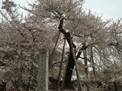 日本５大桜　石戸蒲ザクラ鑑賞