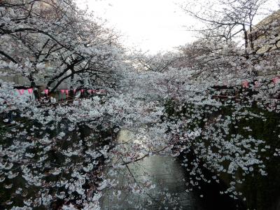 東京２０１５桜　【２】目黒川