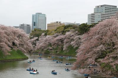 花見で都内を散歩しました