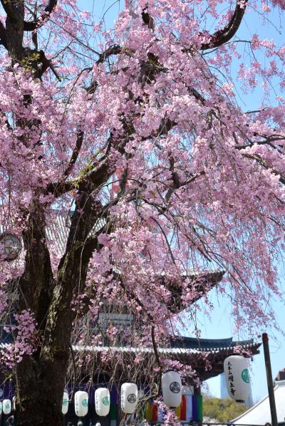 「　都心の桜めぐり　＜1＞　　芝増上寺　桜と雅楽　」　2015