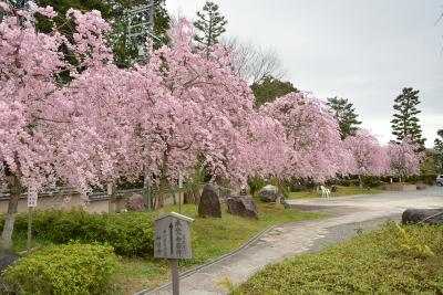 雨の前に京都の桜見物とお墓掃除！2015年
