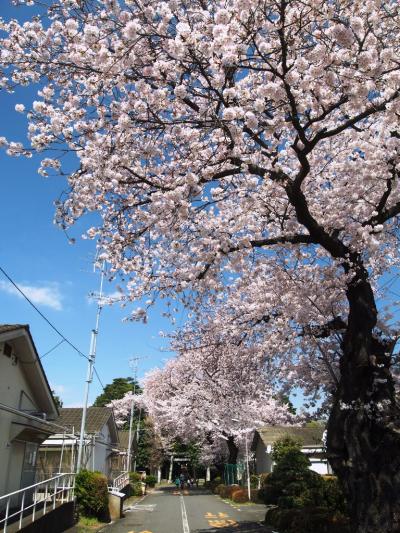 「隔離された・桜の名所」 　悲しい過去と満開の桜　「多磨全生園」