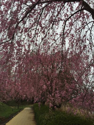 枝垂れ桜