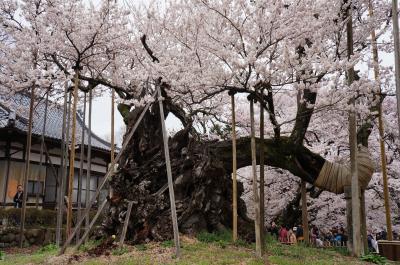 2015.4 満開の桜を訪ねて（1）～山高神代桜