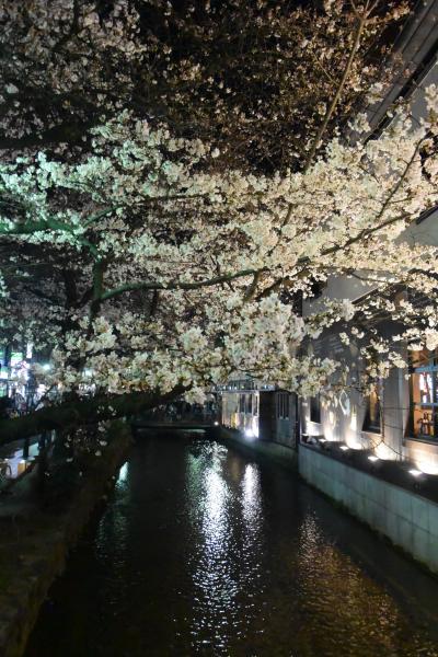 2015　黄昏の鴨川散歩～ソメイヨシノ７部咲きの木屋町通り（京都-2）