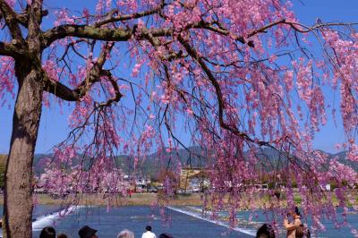 春の京都−１　満開の桜　中の島公園から