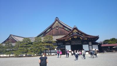 二条城、桜はまだでした。