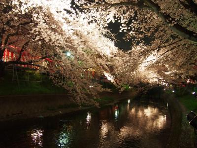 五条川夜桜見学。