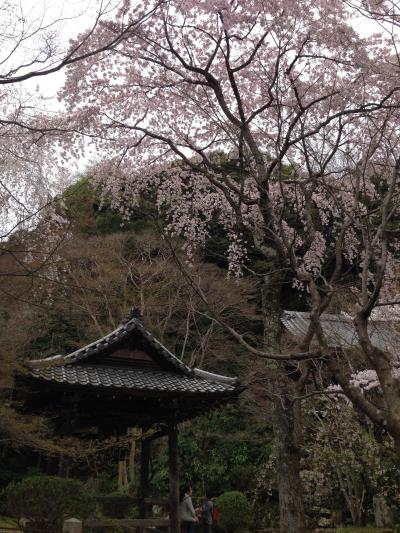 桜を求めて 西行桜